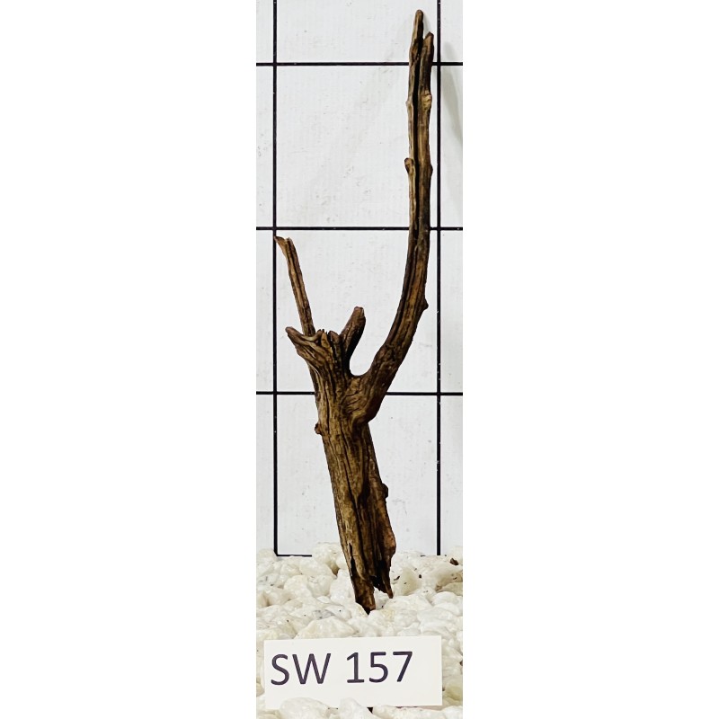 Stump wood 157