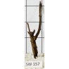 Stump wood 157