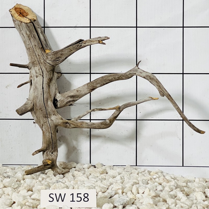 Stump wood 158