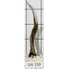 Stump wood 159