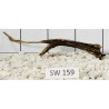 Stump wood 159