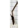 Stump wood 162