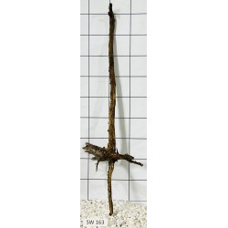 Stump wood 163