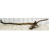Stump wood 163