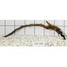 Stump wood 164