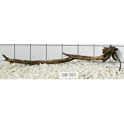 Stump wood 165