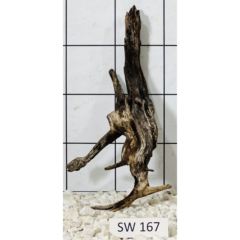 Stump wood 167