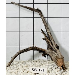 Stump wood 171
