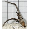 Stump wood 171