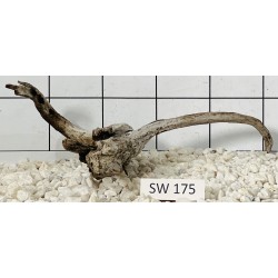 Stump wood 175