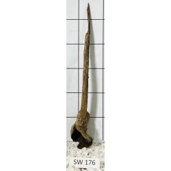 Stump wood 176
