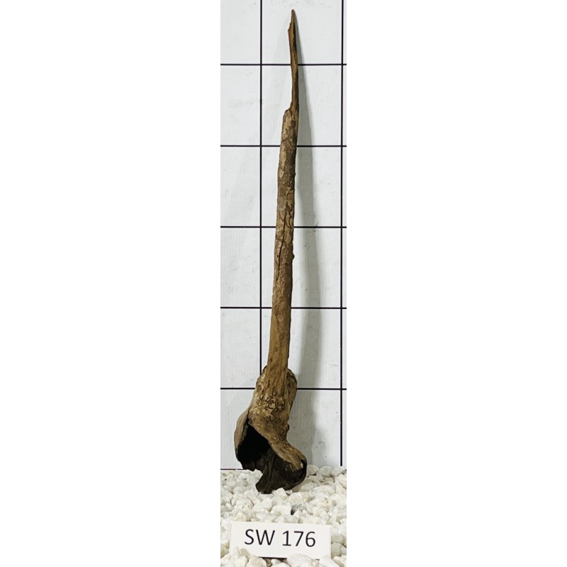 Stump wood 176