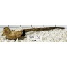 Stump wood 176