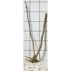 Stump wood 177