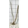 Stump wood 177