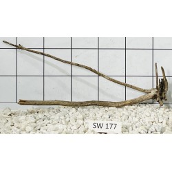 Stump wood 177