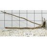 Stump wood 177