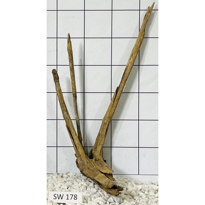 Stump wood 178