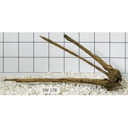 Stump wood 178