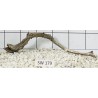 Stump wood 179