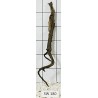 Stump wood 180