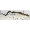 Stump wood 180