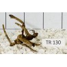 Spiderwood 130