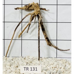 Spiderwood 131
