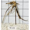 Spiderwood 131