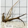 Spiderwood 131