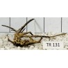 Spiderwood 131