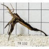 Spiderwood 132