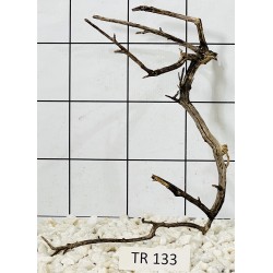 Spiderwood 133
