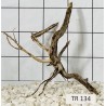 Spiderwood 134