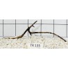 Spiderwood 135