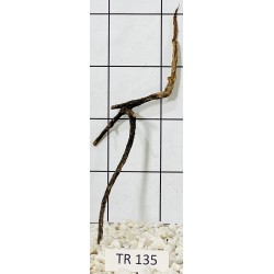 Spiderwood 135