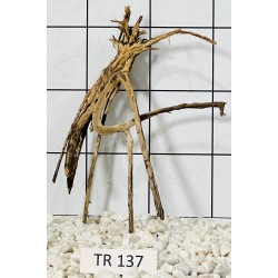 Spiderwood 137