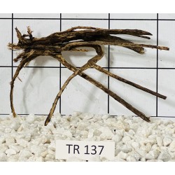 Spiderwood 137