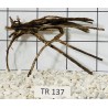 Spiderwood 137