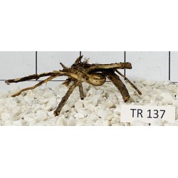 Spiderwood 137