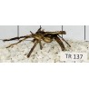 Spiderwood 137