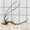 Spiderwood 139