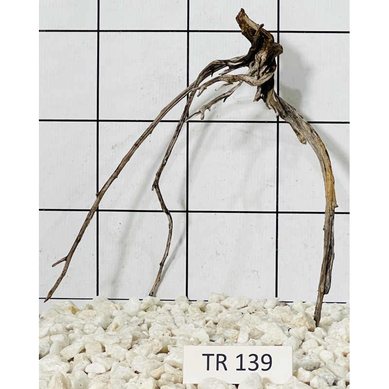 Spiderwood 139