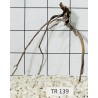 Spiderwood 139