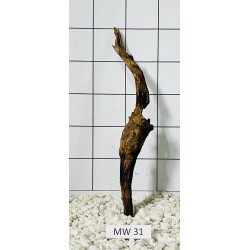 Mangrovewood 31
