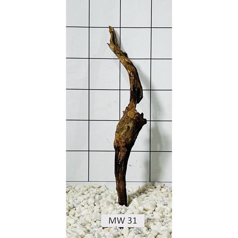 Mangrovewood 31