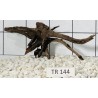 Spiderwood 144