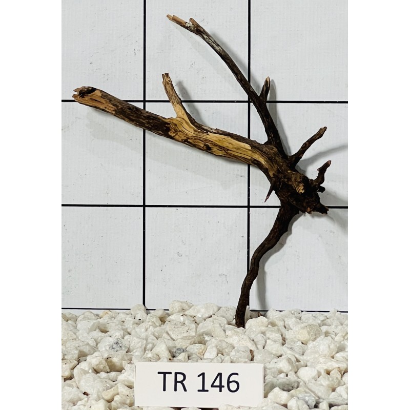 Spiderwood 146