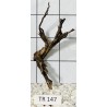 Spiderwood 147