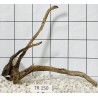 Spiderwood 150